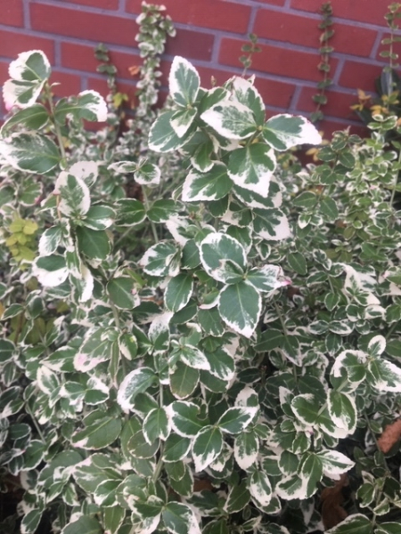 Weißbunter Spindelstrauch „Emerald Gaiety“ (Euonymus fortunei) im Container